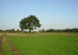 działka na sprzedaż - Warszawa, Wilanów, Drewny